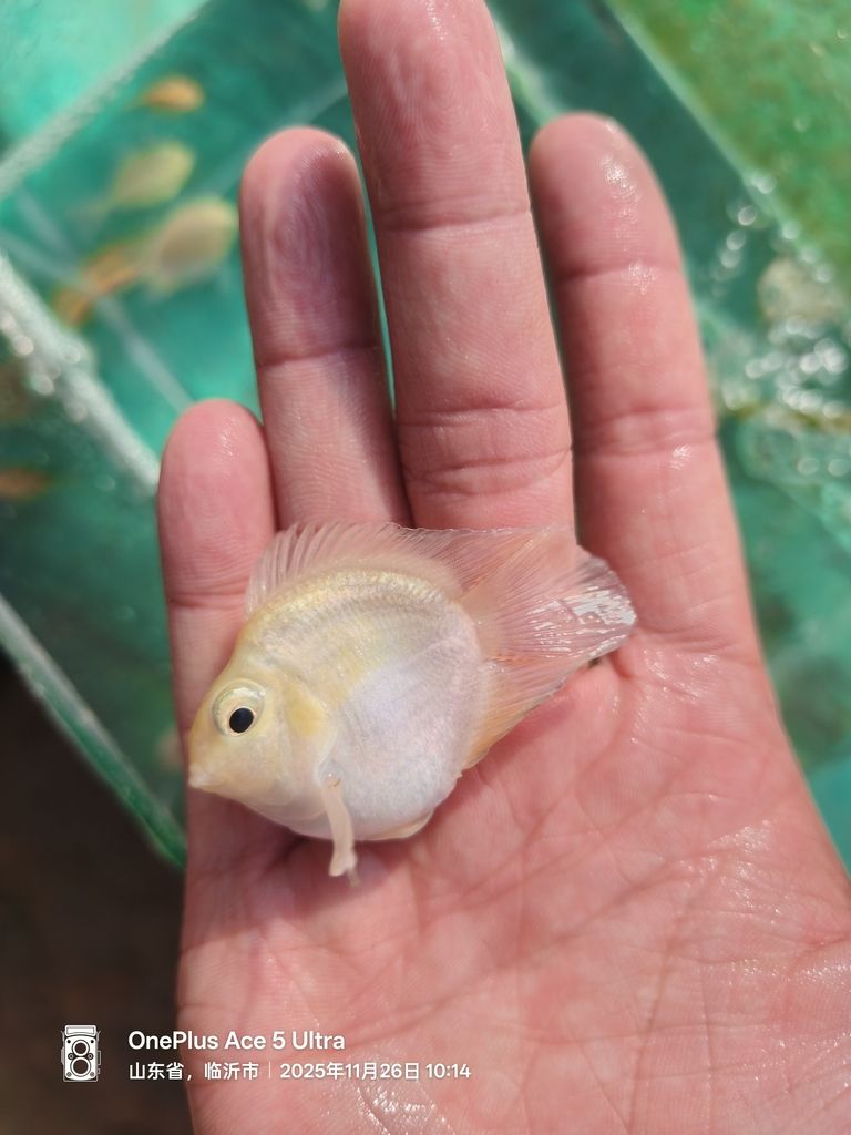 桃體迷你鸚鵡