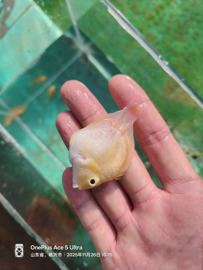 桃體迷你鸚鵡