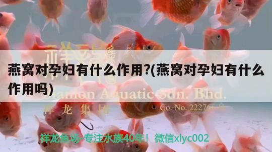 六角龍魚怎么養(yǎng)?3點注意事項視頻教程（六角龍魚苗怎么養(yǎng)）