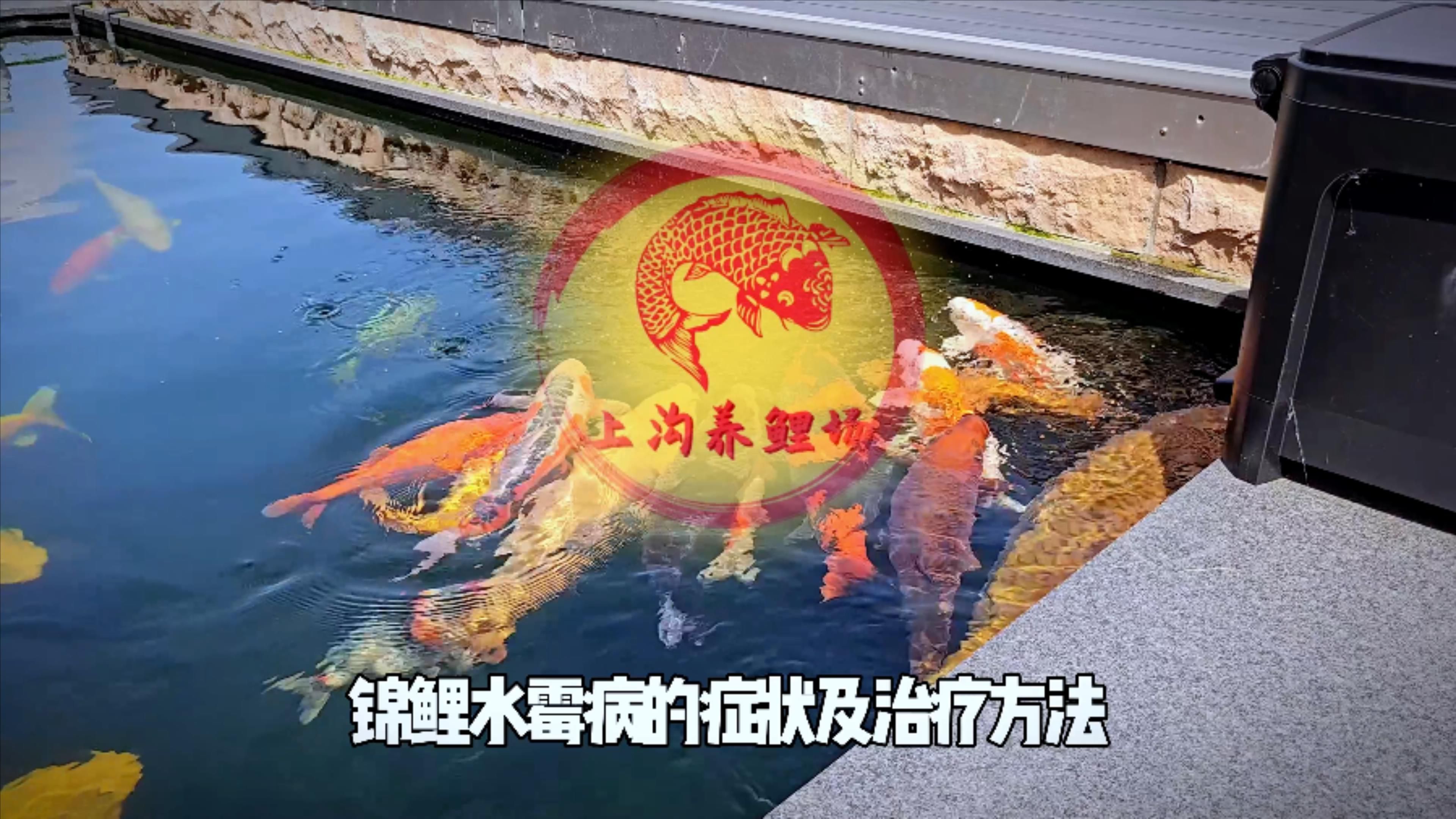 如何區分魚霉菌感染和其他魚病？