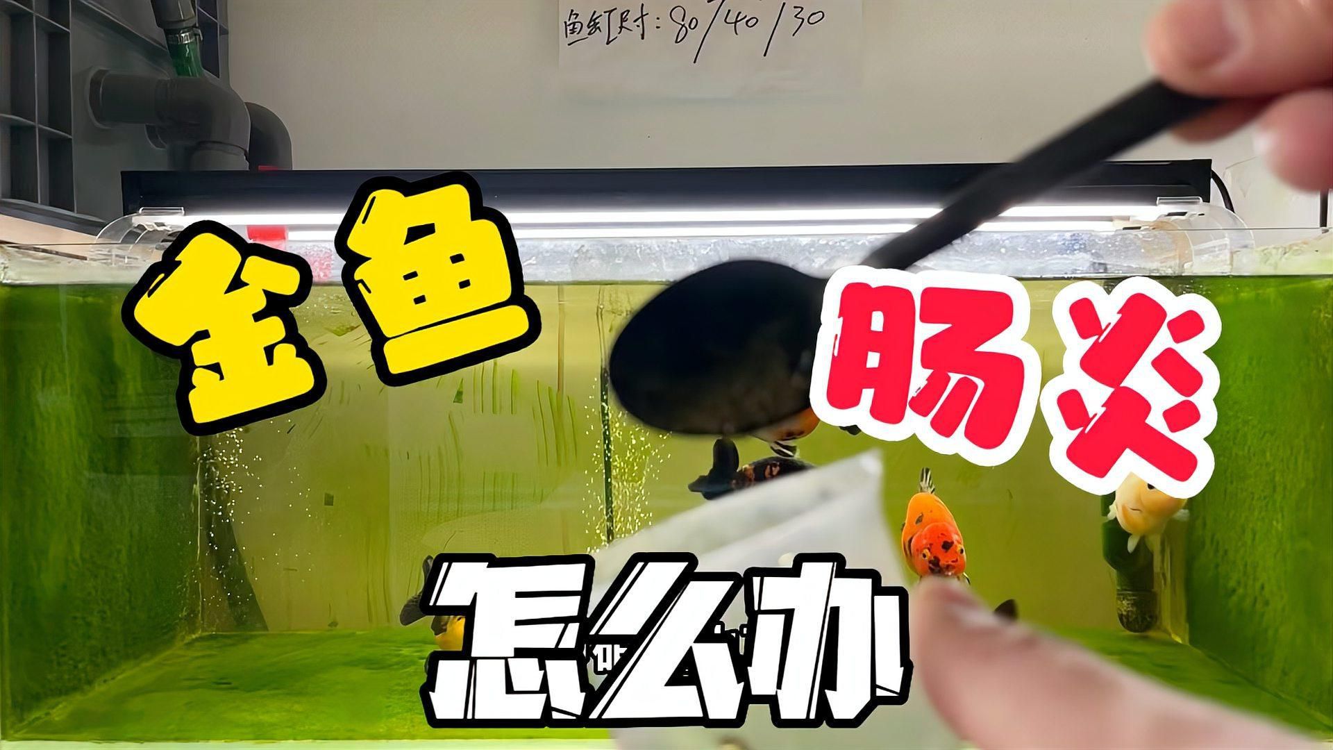 金魚拉稀怎么辦？