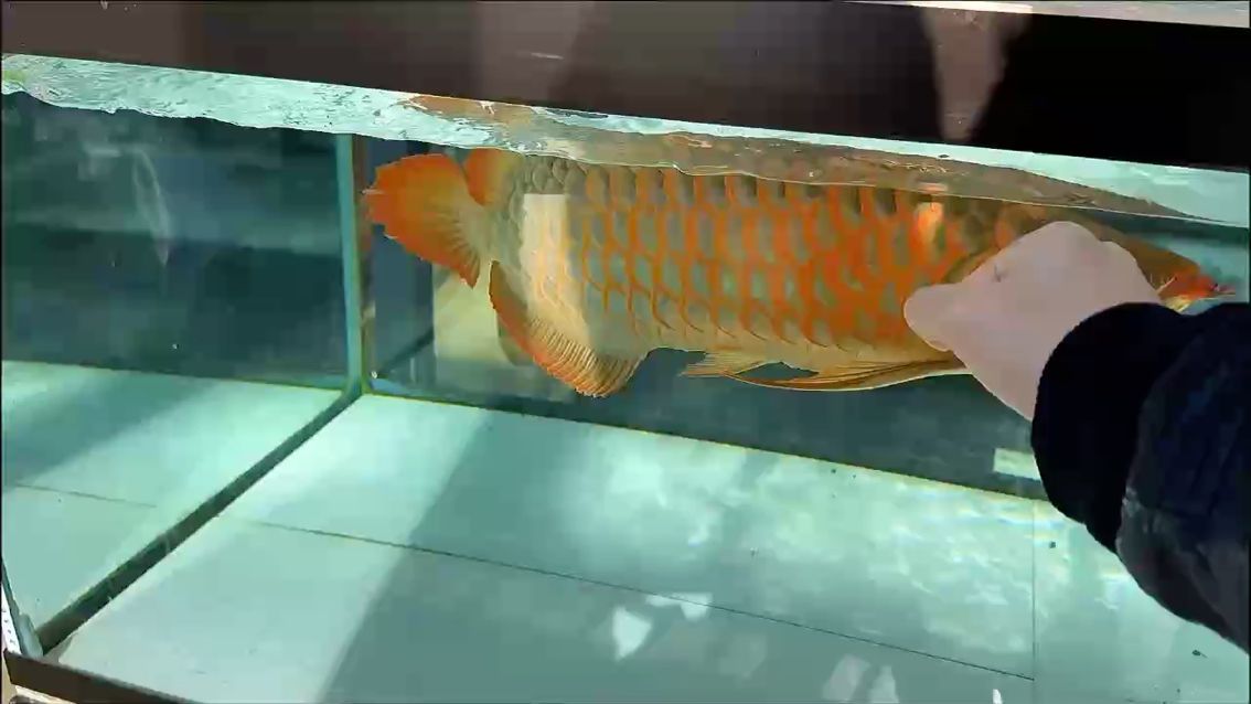 最貴的魚(yú)排行榜前十名，世界上最貴的魚(yú)排行榜前十名