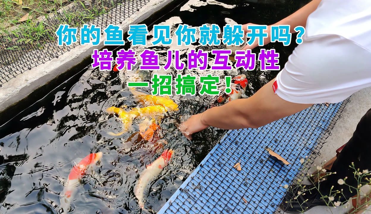 互動性好的觀賞魚有哪些品牌（如何提高觀賞魚的互動性）