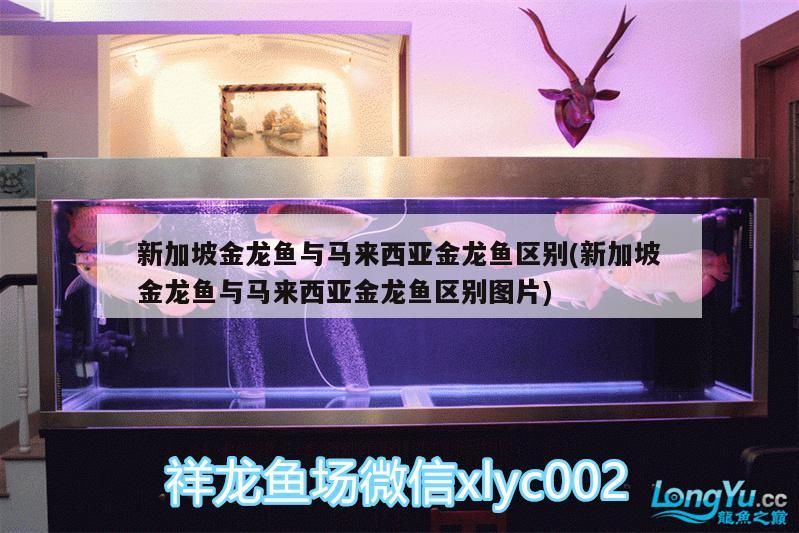 新加坡金龍魚與馬來西亞金龍魚區別(新加坡金龍魚與馬來西亞金龍魚區別圖片)