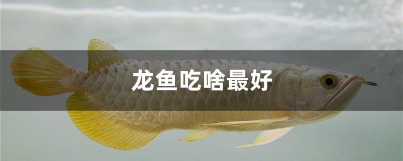 龍魚吃啥最好