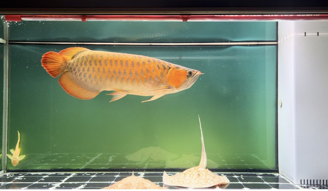 45厘米怎么上色 45厘米怎么上色 龍魚論壇 第1張