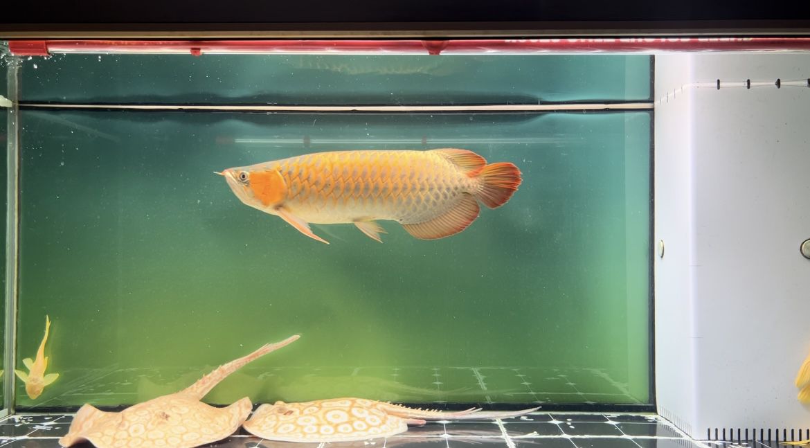45厘米怎么上色 45厘米怎么上色 龍魚論壇 第2張