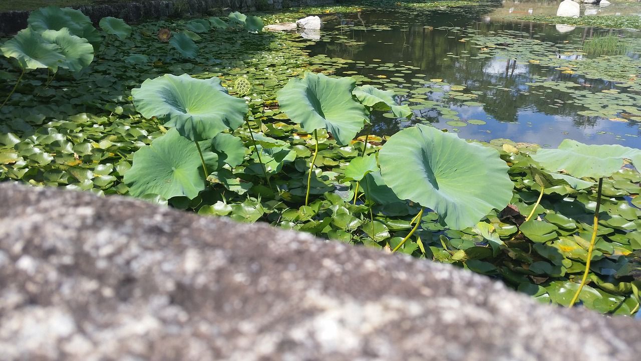 銀龍魚(yú)和食人魚(yú)的區(qū)別在哪里（銀龍魚(yú)吃人嗎） 銀龍魚(yú)和食人魚(yú)的區(qū)別在哪里（銀龍魚(yú)吃人嗎） 觀賞魚(yú)百科 第2張