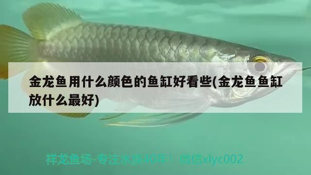 金龍魚用什么顏色的魚缸好看些(金龍魚魚缸放什么最好)