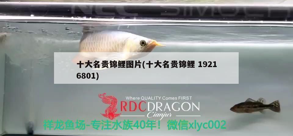 十大名貴錦鯉圖片(十大名貴錦鯉19216801)