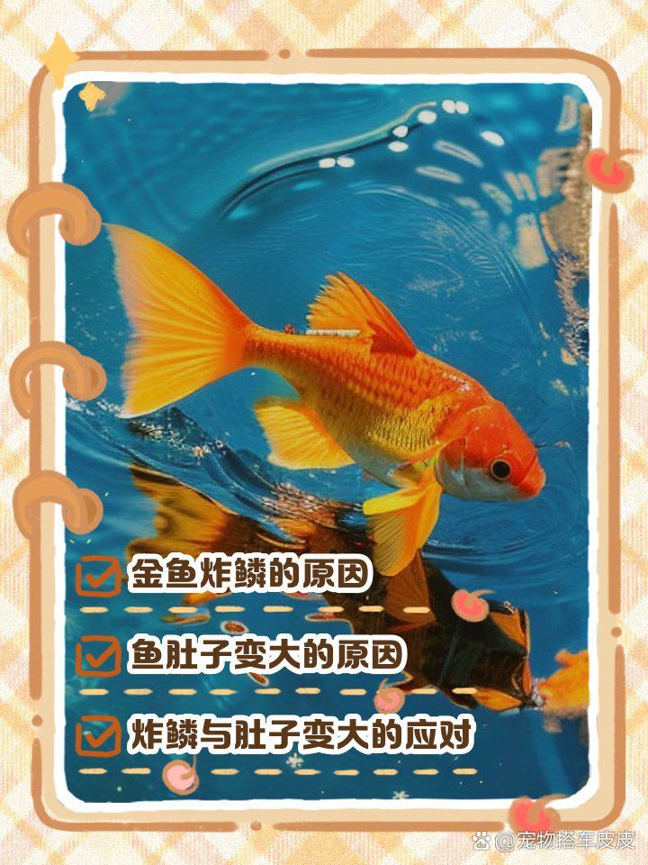 如何預防觀賞魚肚子鼓脹？