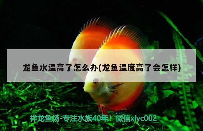 龍魚水溫高了怎么辦(龍魚溫度高了會怎樣)