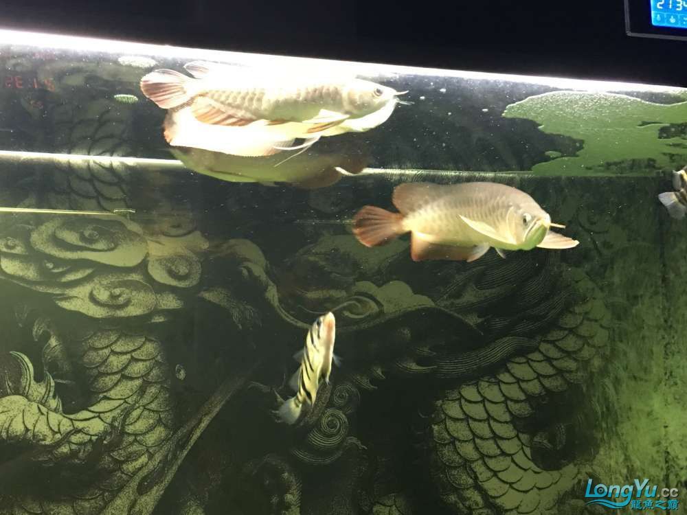 混養20天的感受