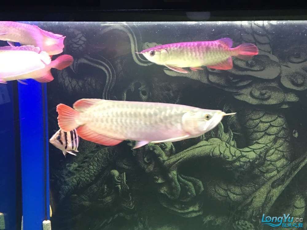 混養20天的感受