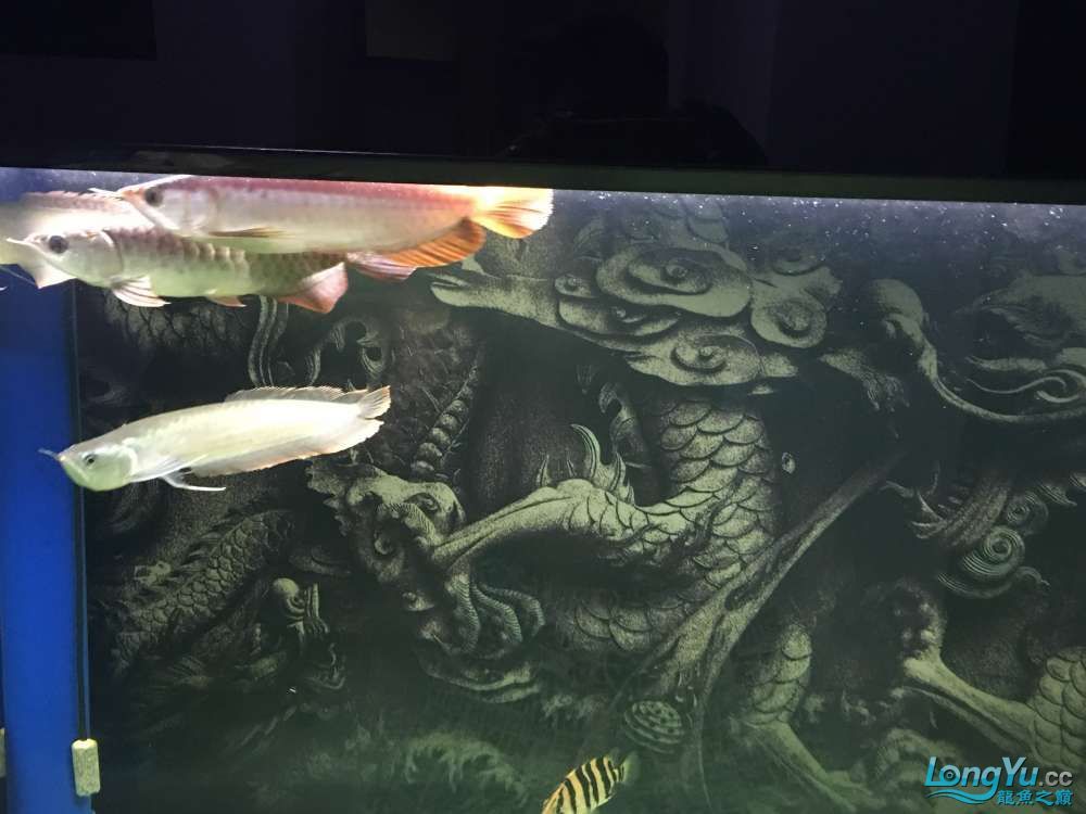 混養20天的感受