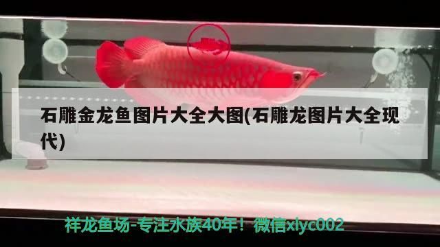 石雕金龍魚圖片大全大圖(石雕龍圖片大全現代)