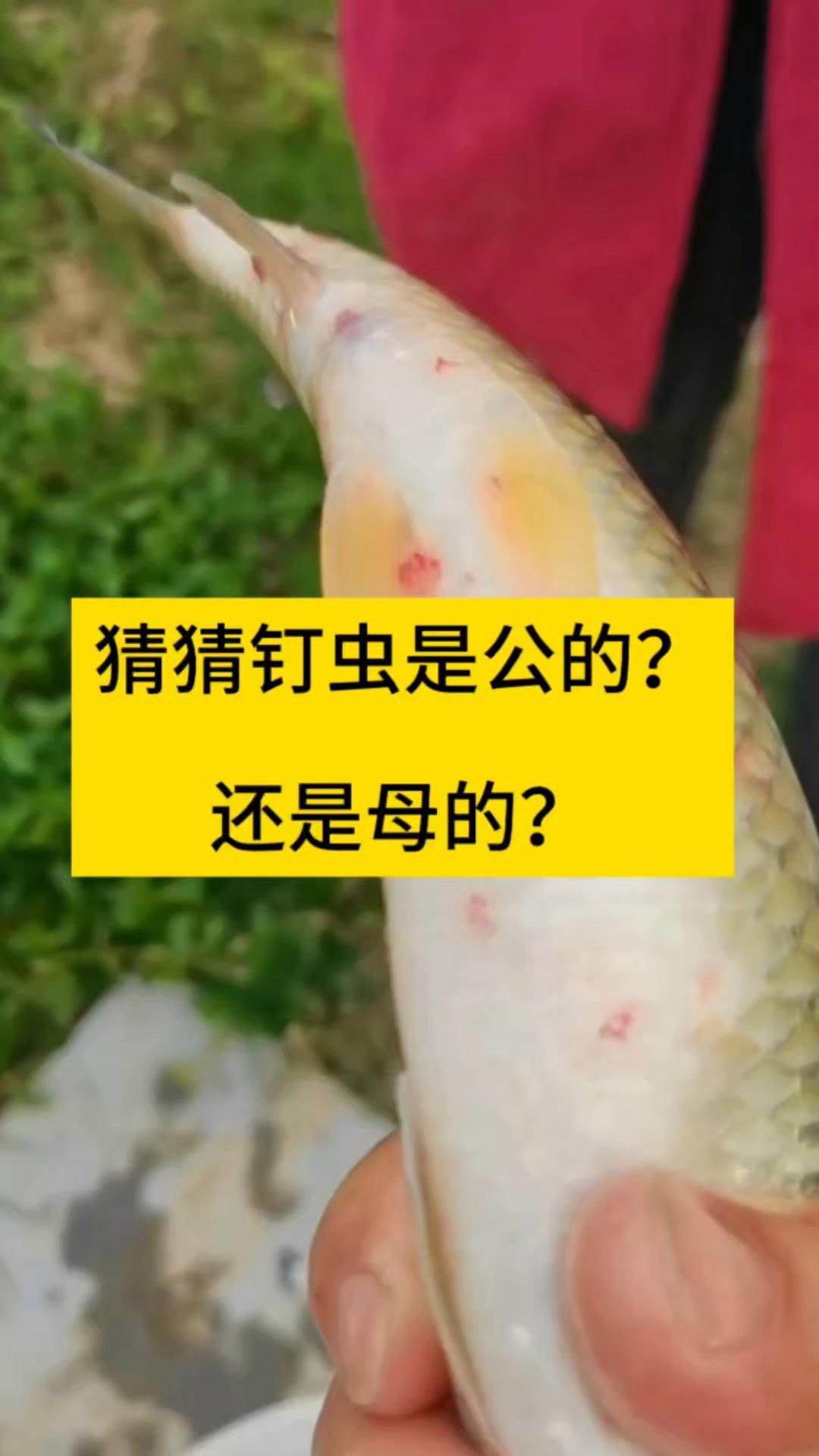 如何區分白點病、錨頭蚤感染和鰓部寄生蟲病？