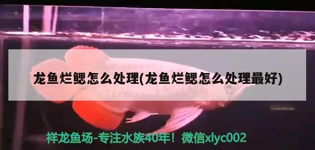 龍魚爛鰓怎么處理(龍魚爛鰓怎么處理最好)