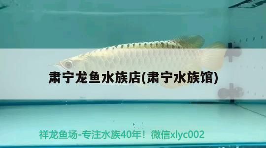 肅寧龍魚水族店(肅寧水族館)