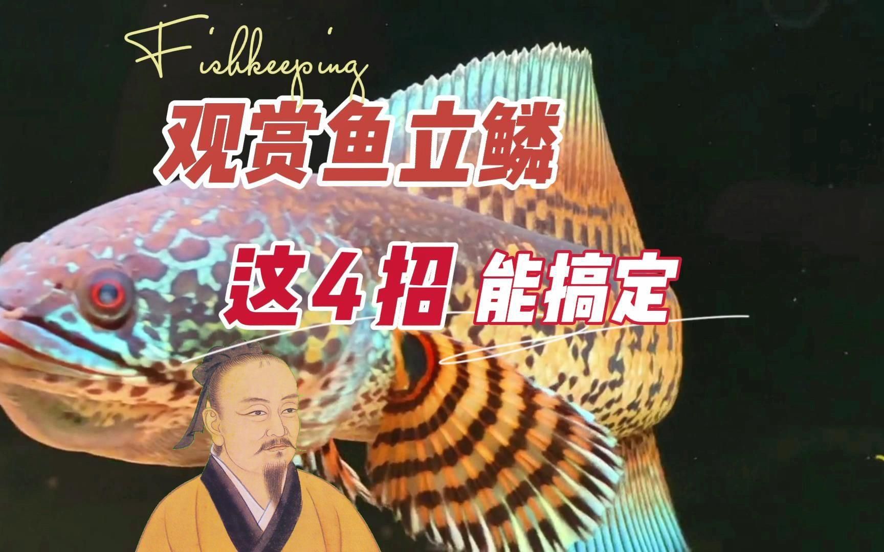 魚鱗立起來后還有救嗎？