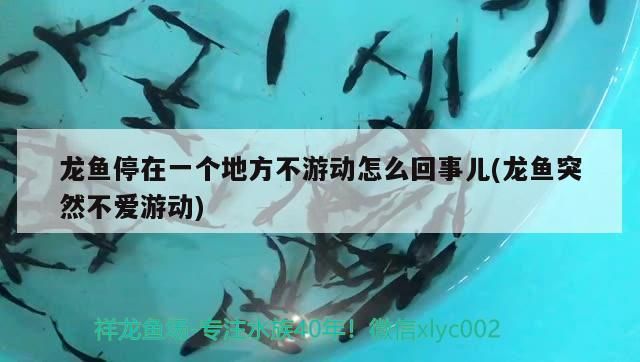 龍魚停在一個地方不游動怎么回事兒(龍魚突然不愛游動)