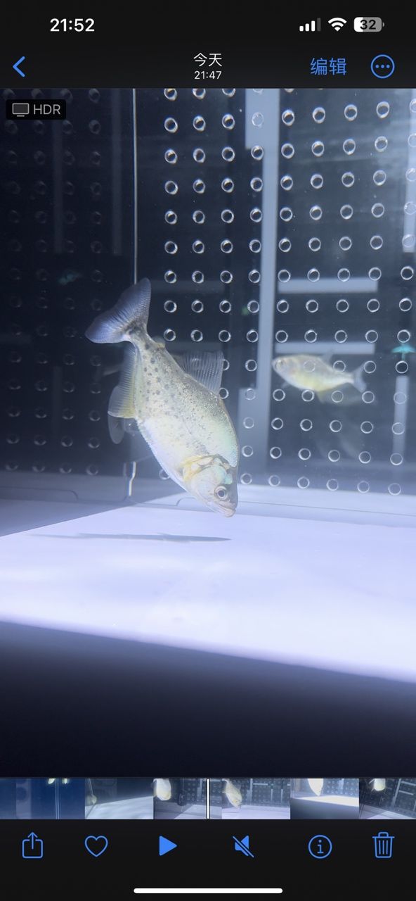來了個7公分，小瓜