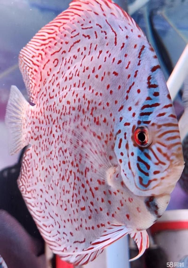 杏花嶺紅龍魚