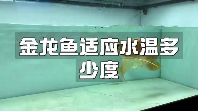 金龍魚175cm中午趁午休