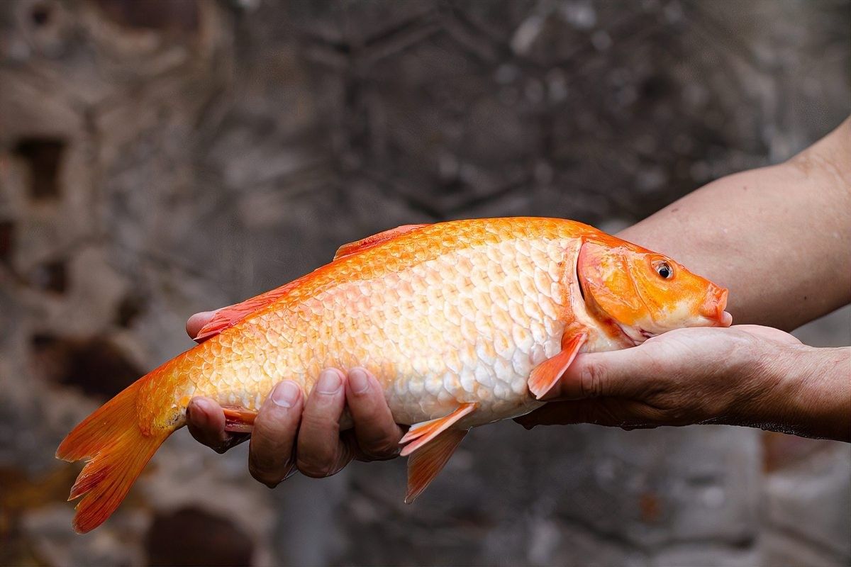 金龍魚175cm中午趁午休