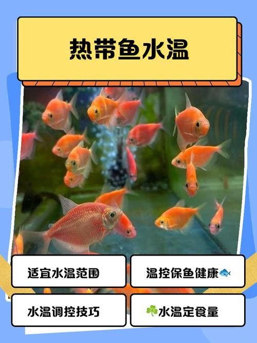 金龍魚175cm中午趁午休