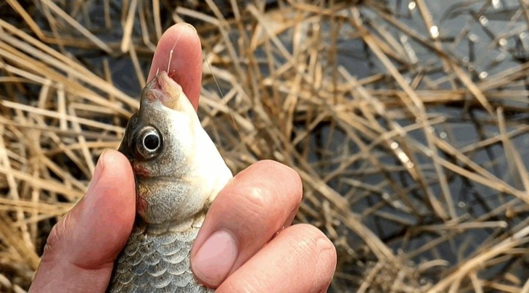 金龍魚175cm中午趁午休