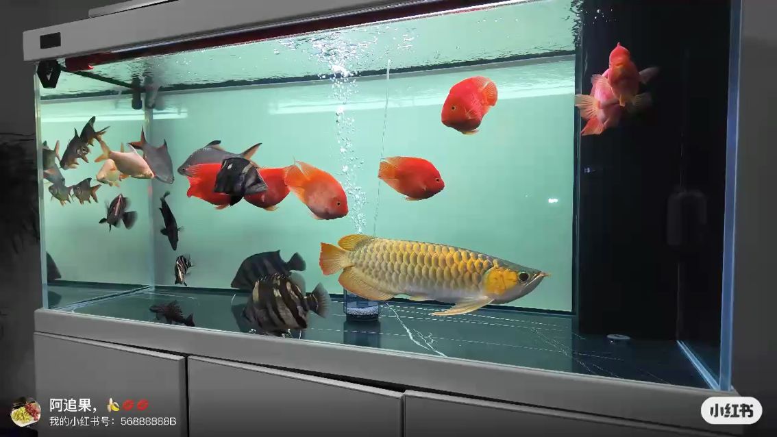 一不小心魚買多了！