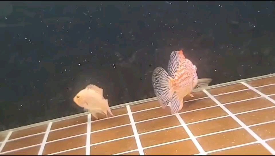 來個德薩