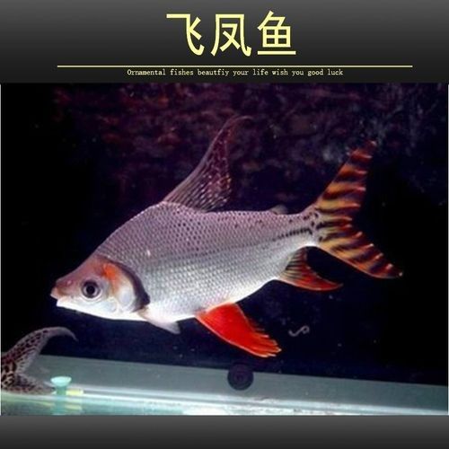 飛鳳魚品牌介紹