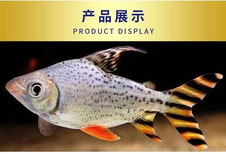 飛鳳魚品牌介紹