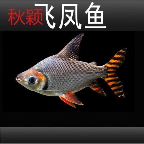 飛鳳魚品牌介紹