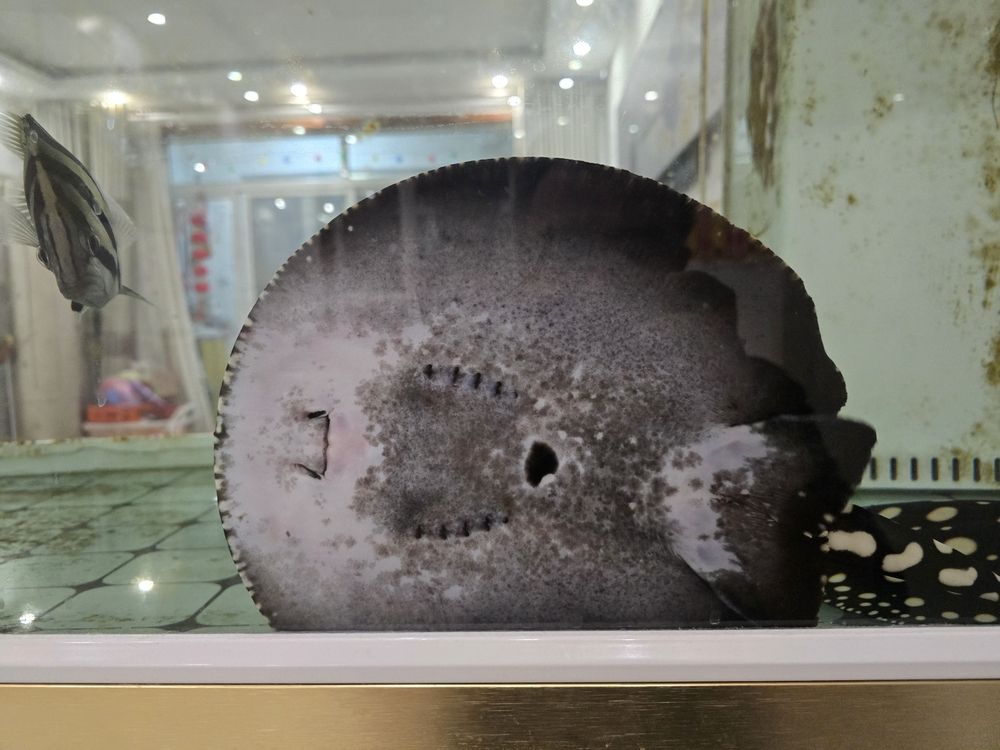 請問下這條魟魚是公是母？