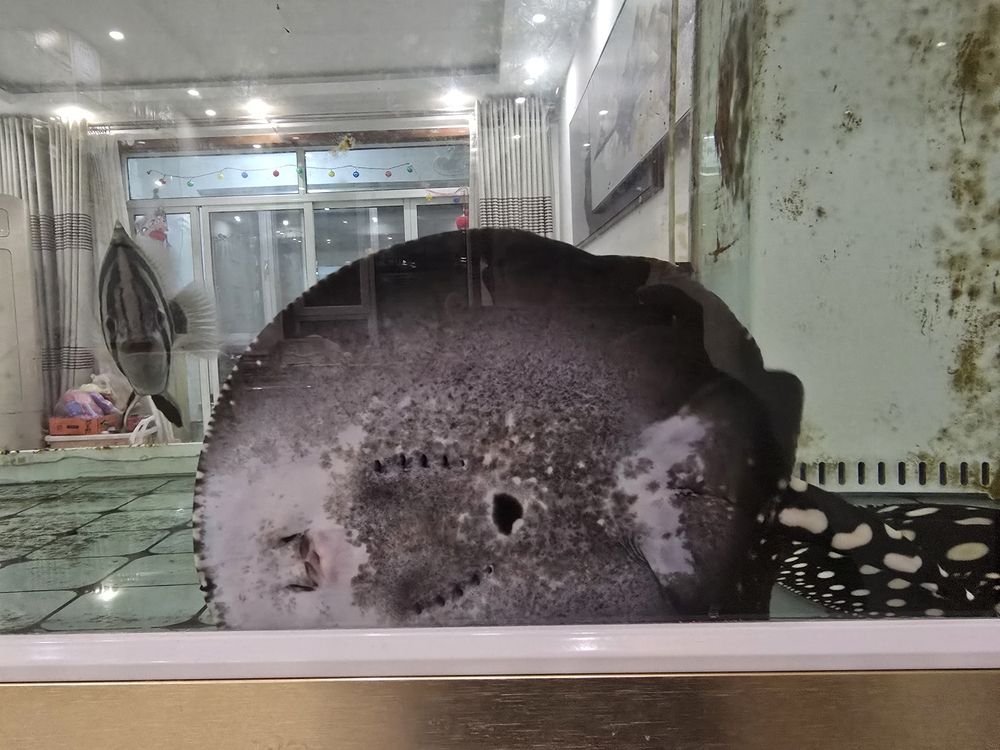 請問下這條魟魚是公是母？