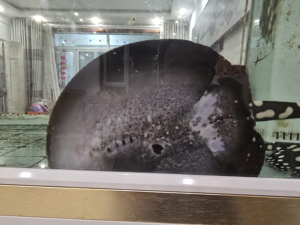 請問下這條魟魚是公是母？