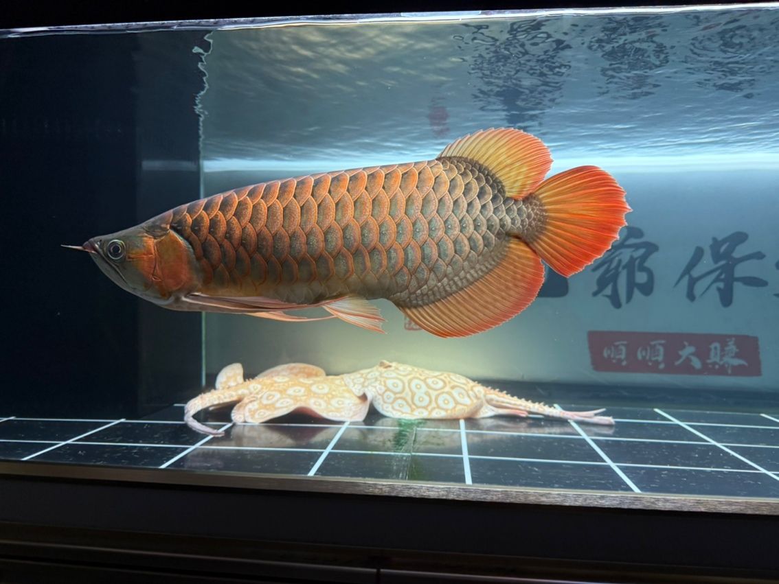 吾家有龍