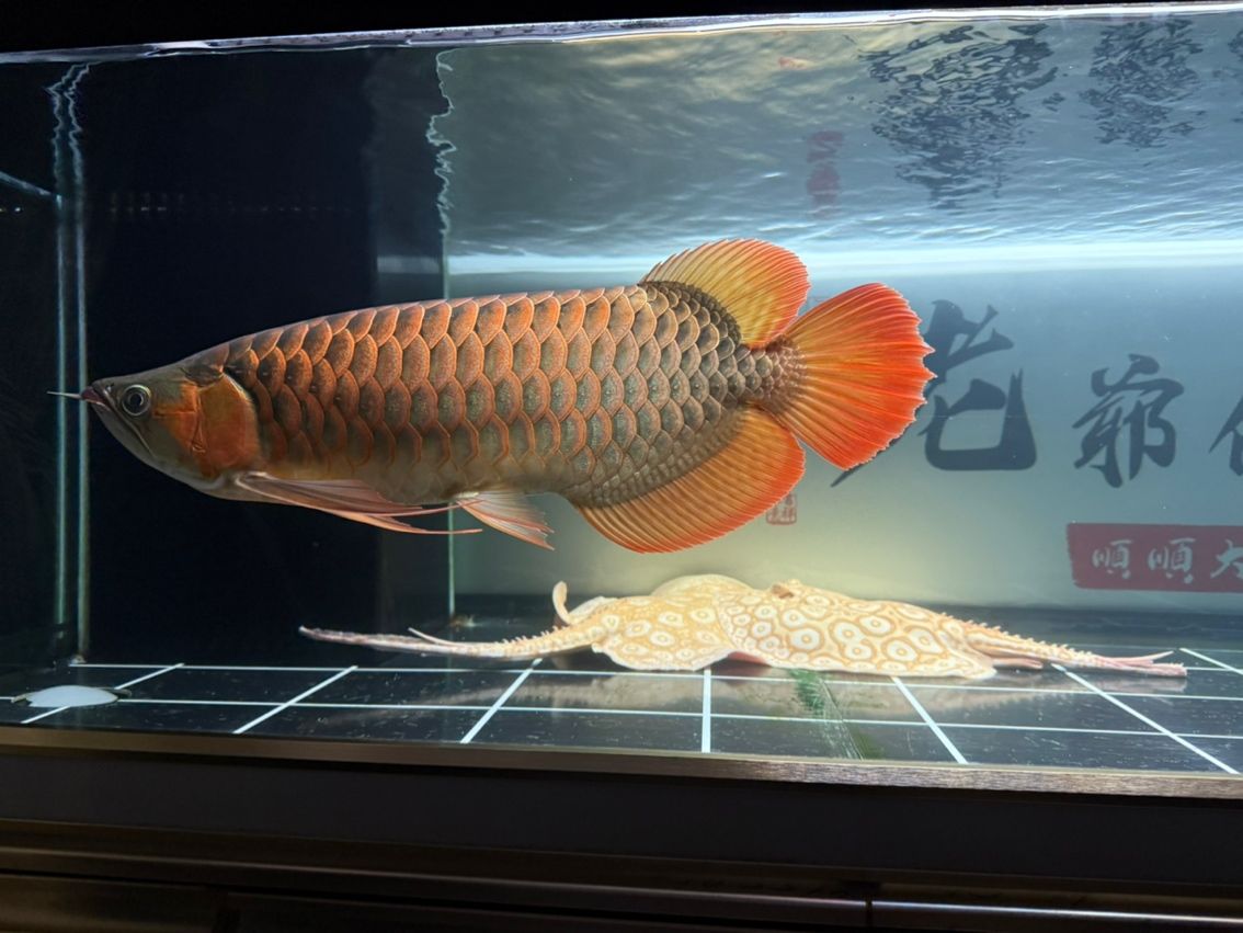 吾家有龍
