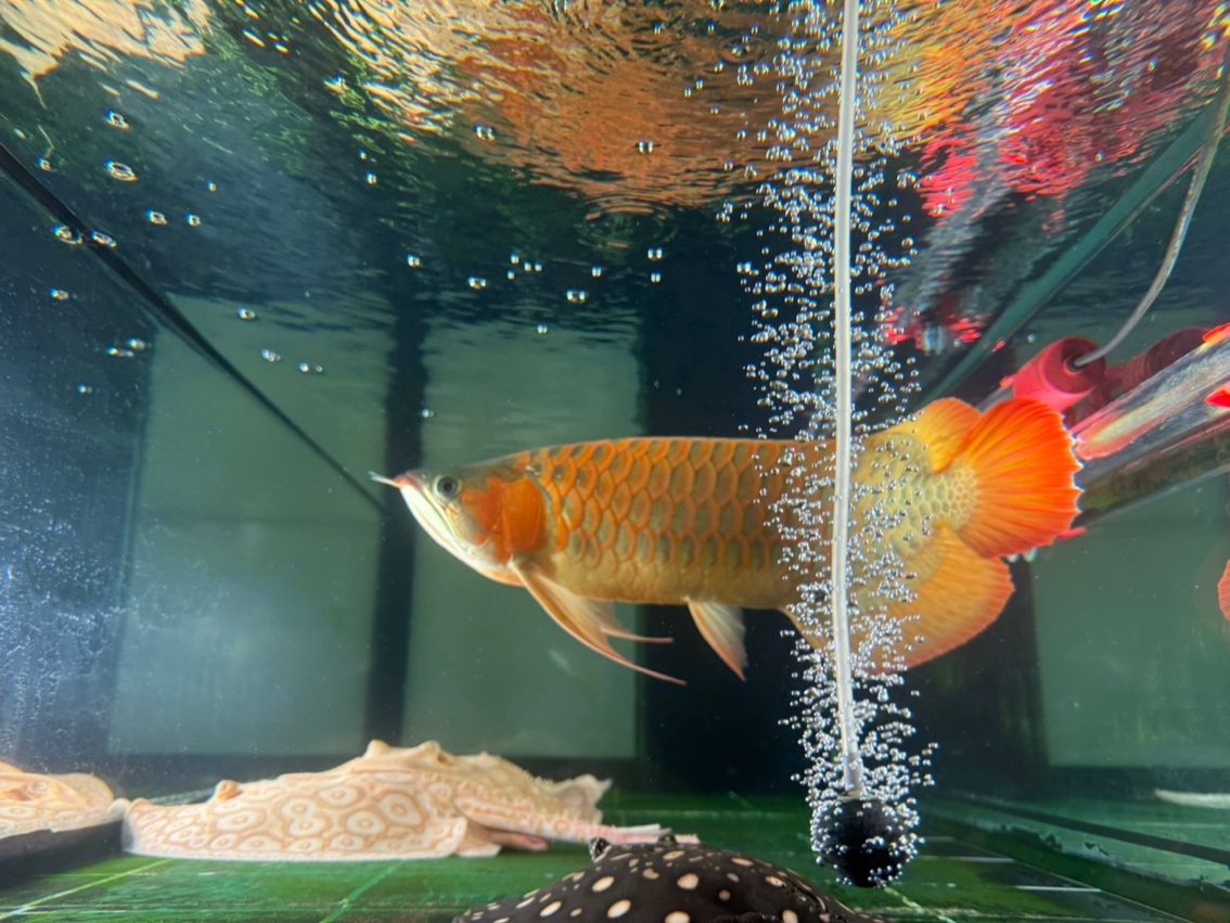 翻腮龍魚手術后多久可以喂食，翻腮龍魚手術后多久可以喂食翻腮龍魚手術后多久可以喂食
