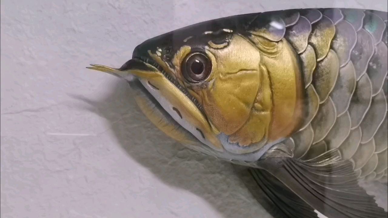 這魚裝框后也太漂亮了吧