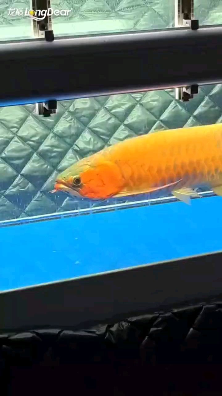 轉發930