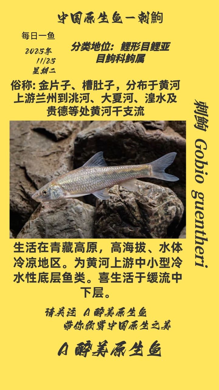 刺鮈