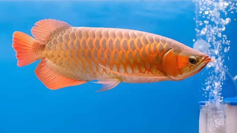 金龍魚好養嗎容易死不容易活