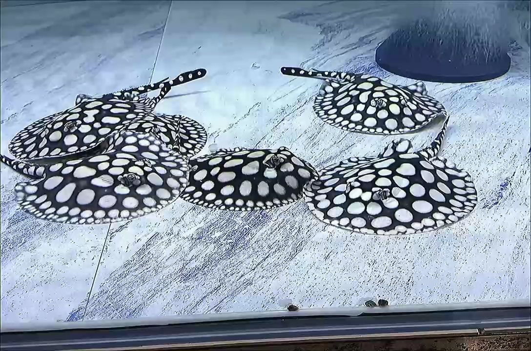 早安，周二 早安，周二 龍魚論壇