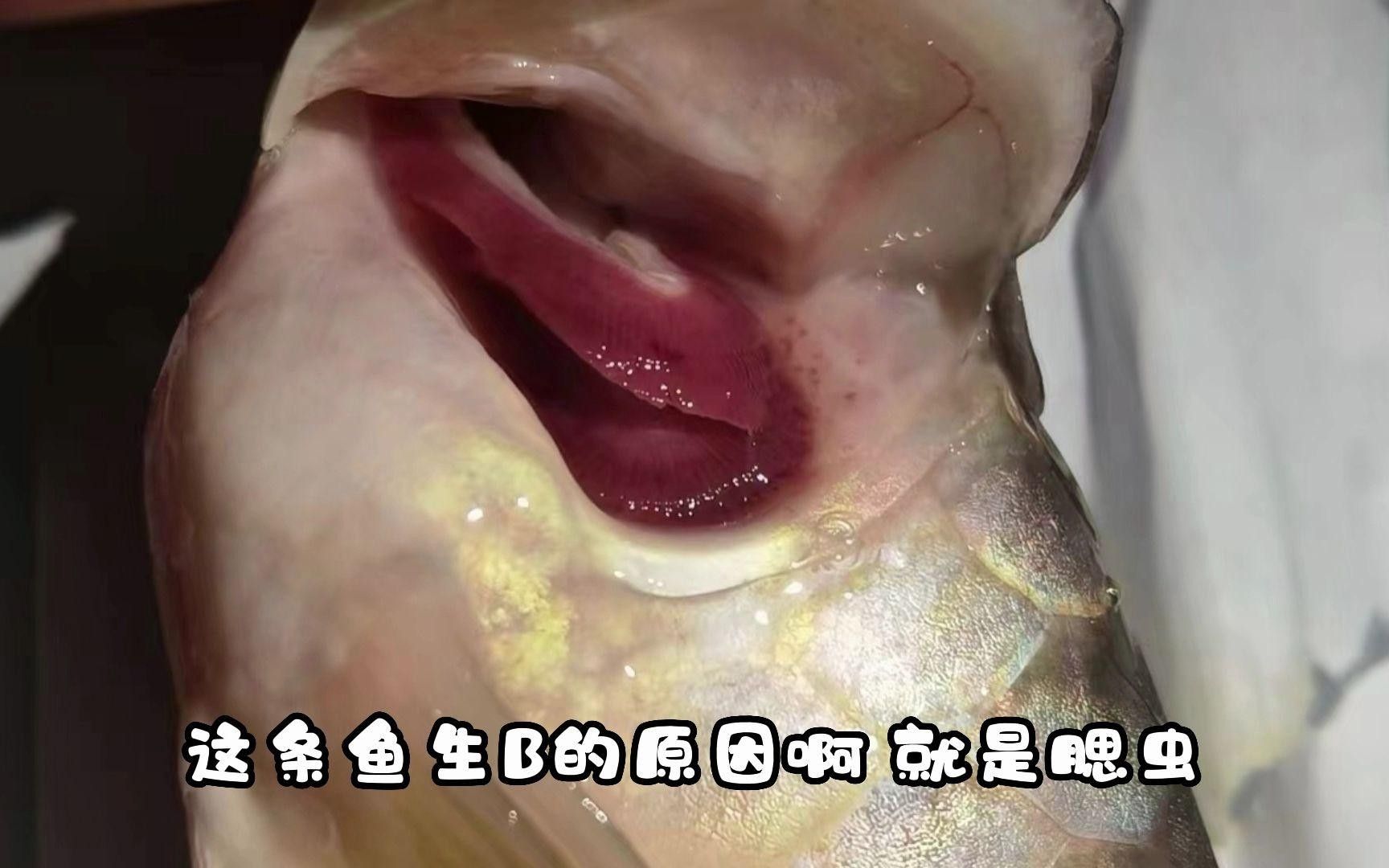 龍魚腮蟲有什么表現(xiàn)嗎