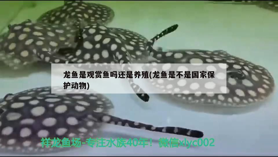 龍魚是觀賞魚嗎還是養(yǎng)殖(龍魚是不是國家保護(hù)動物)