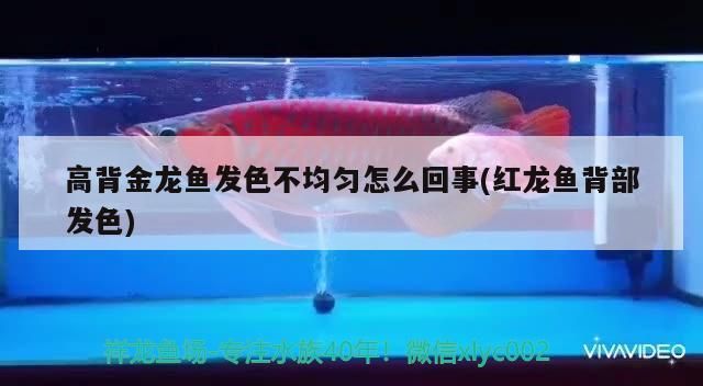 高背金龍魚發色不均勻怎么回事(紅龍魚背部發色) 高背金龍魚發色不均勻怎么回事(紅龍魚背部發色) 觀賞魚百科